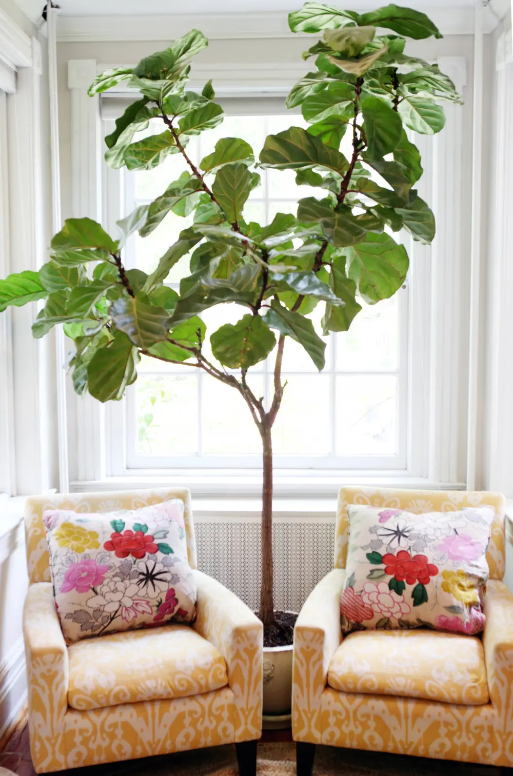 Fiddle leaf fig tree between two armchairs in a bright room