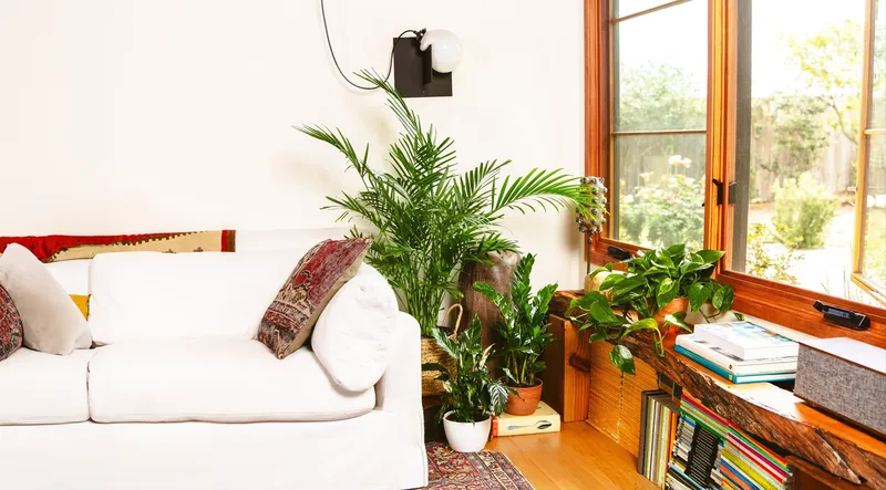 Bright living room corner filled with potted plants beside a sunlit window