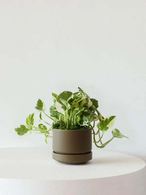 Variegated pothos in an olive stoneware pot with saucer