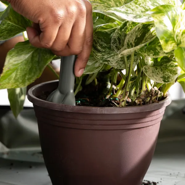 Hand tending a pothos with a small trowel in a terracotta pot