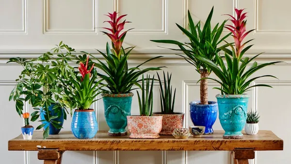 Colorful potted houseplants arranged on a wooden bench