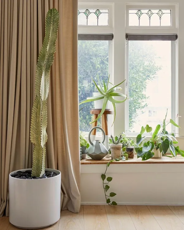 Tall cactus in a white planter beside a bright window